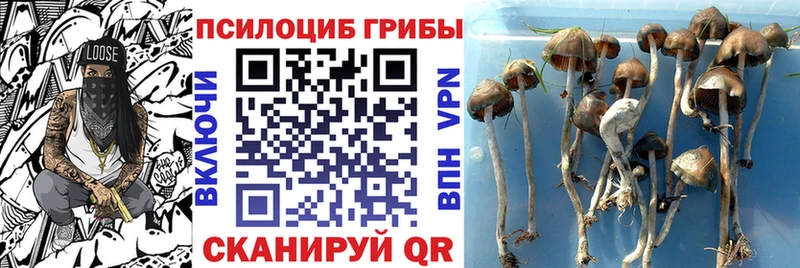 Псилоцибиновые грибы Psilocybe  Сорочинск 