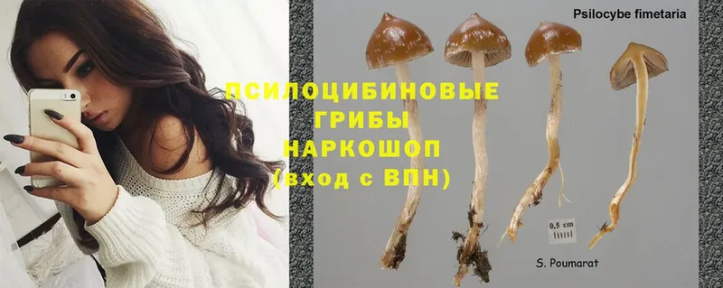 мега сайт  закладки  Сорочинск  Галлюциногенные грибы Cubensis 